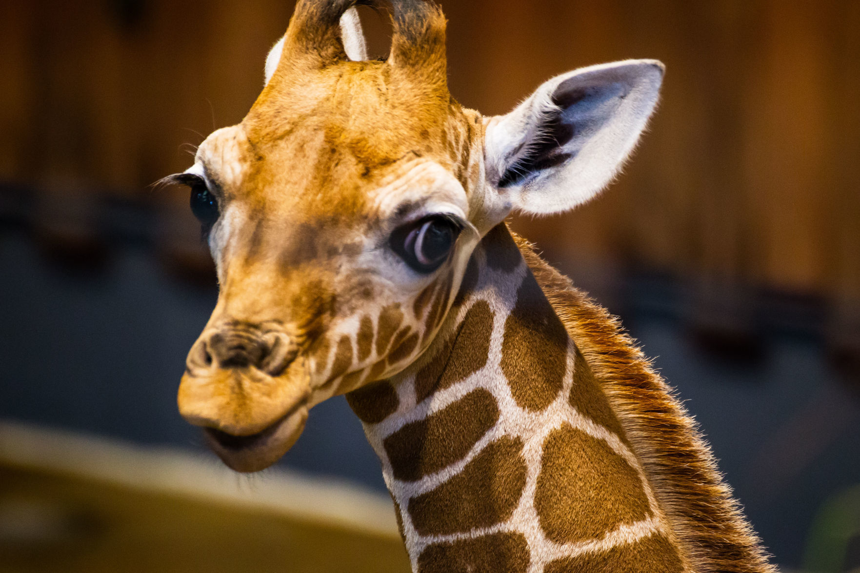 Lincoln Children's Zoo giraffe